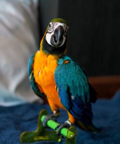 Alternative view of Jackson