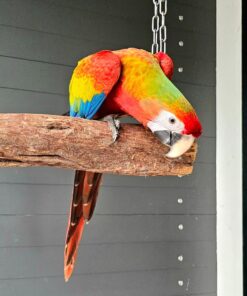 Alternative view of Cookie