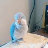Blue Quaker Parrot Kelvin
