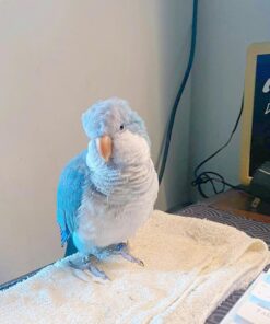 Blue Quaker Parrot Kelvin