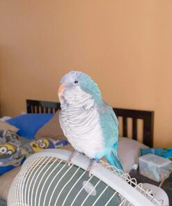 Alternative view of Kelvin