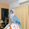 Tweety our Quaker Parrot