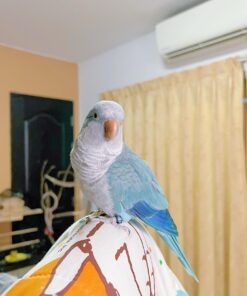 Tweety our Quaker Parrot