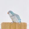 Blue Quaker Stella