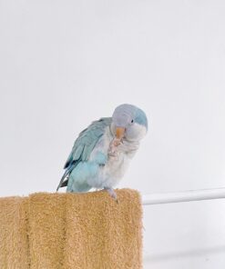 Alternative view of Stella