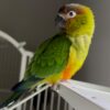 Sun Conure Rosy