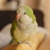 Quaker parrot Oscar