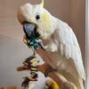 white cokatoo Paco