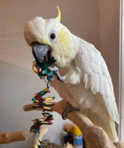 white cokatoo Paco