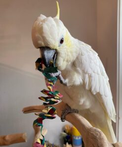 Alternative view of Paco