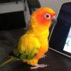 Sun Conure Kiki