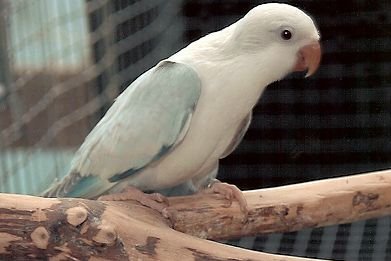 Quaker Look Buy Hand-Raised Quaker Parrots at Miltons Exotic Birds