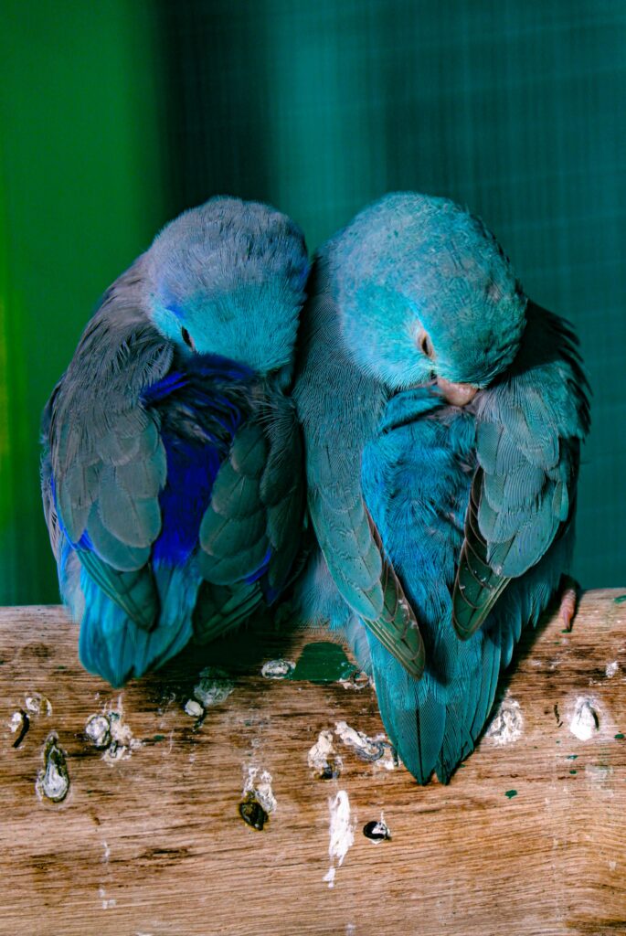 🕊️ Parrotlets for Sale: Tiny Parrots with Big Personalities at Miltons Exotic Birds and Parrots