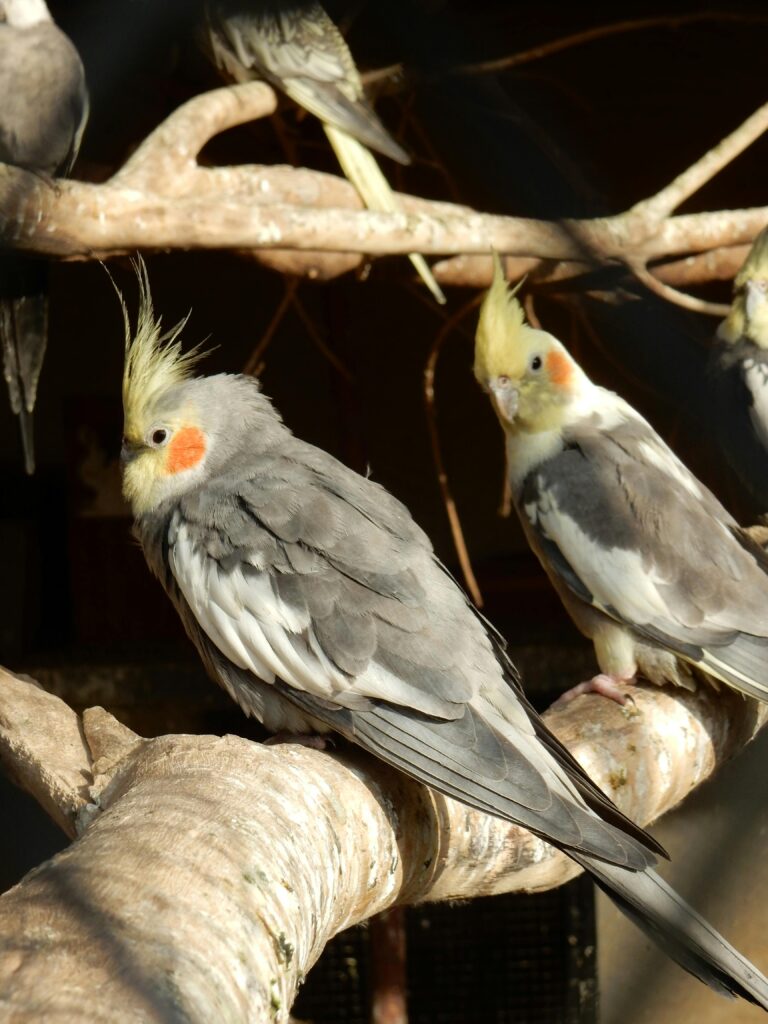 🕊️ Cockatiel Parrot for Sale: Your Complete Guide to Loving, Hand-Raised Cockatiels from Miltons Exotic Birds and Parrots