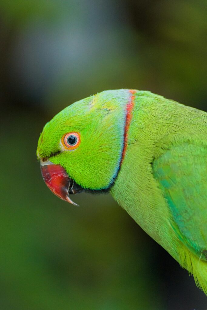 🦜 Ringneck Parrot for Sale | Hand-Raised Indian and African Ringneck Parrots at Milton’s Exotic Birds and Parrots