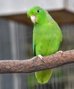 Parrotlet