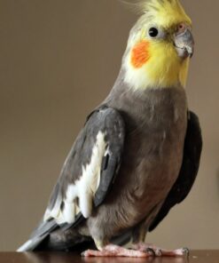Cockatiel