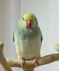 indian ringneck parrot Steven