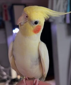 cockatiel parrot Emma