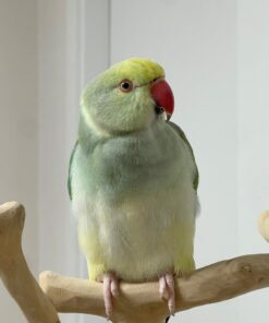 Alternative view of Steven