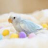 Kate the parrotlet
