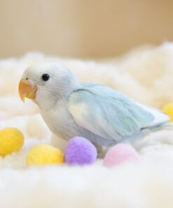 Kate the parrotlet