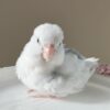 Parrotlet lea