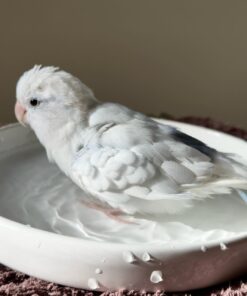 Alternative view of Lea