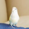 parrotlet jeff