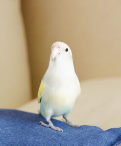 parrotlet jeff