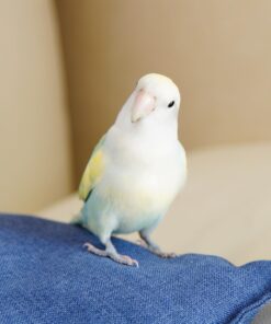 Alternative view of Jeff