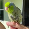 Parrotlet lina