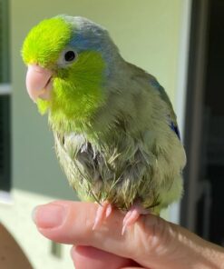 Parrotlet lina