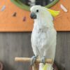 cockatoo parrot Oliver