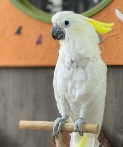 cockatoo parrot Oliver