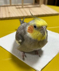 cockatiel parrots Lucas