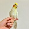 cockatiel parrot Emma