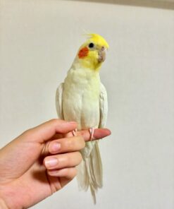 cockatiel parrot Emma