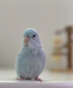 Alternative view of Mark