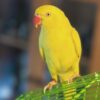indian ringneck Sarah