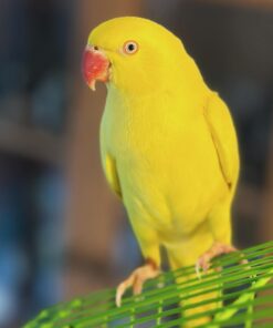 indian ringneck Sarah