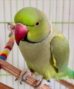 indian ringneck Daniel
