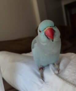 Alternative view of Dorothy