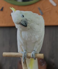 Alternative view of Oliver