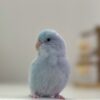 Parrotlet mark