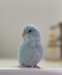 Parrotlet mark