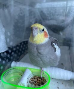 Alternative view of Lucas