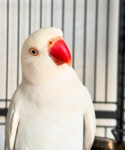 Alternative view of Ace