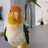 Buy Adele our White-Bellied Caique Parrot | Playful Pet