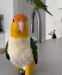 Buy Adele our White-Bellied Caique Parrot | Playful Pet
